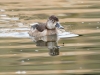 Ring-necked Duck