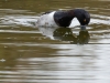 Ring-necked Duck