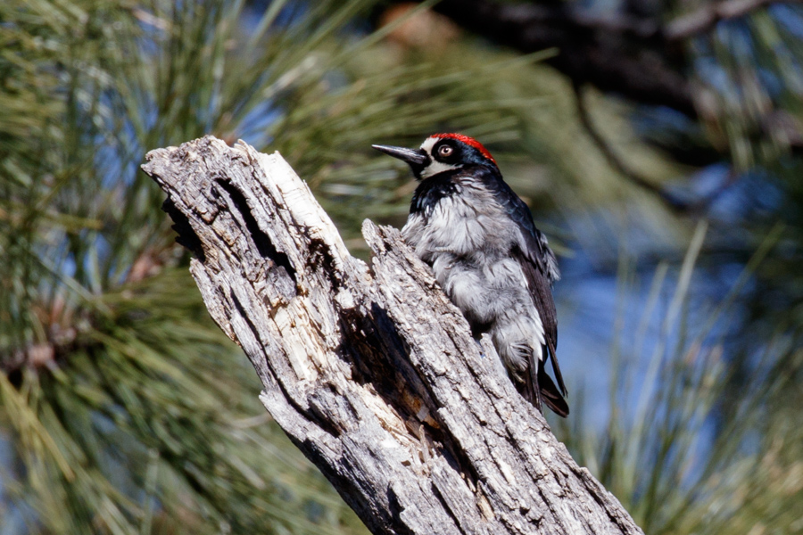 Acorn Woodpecker