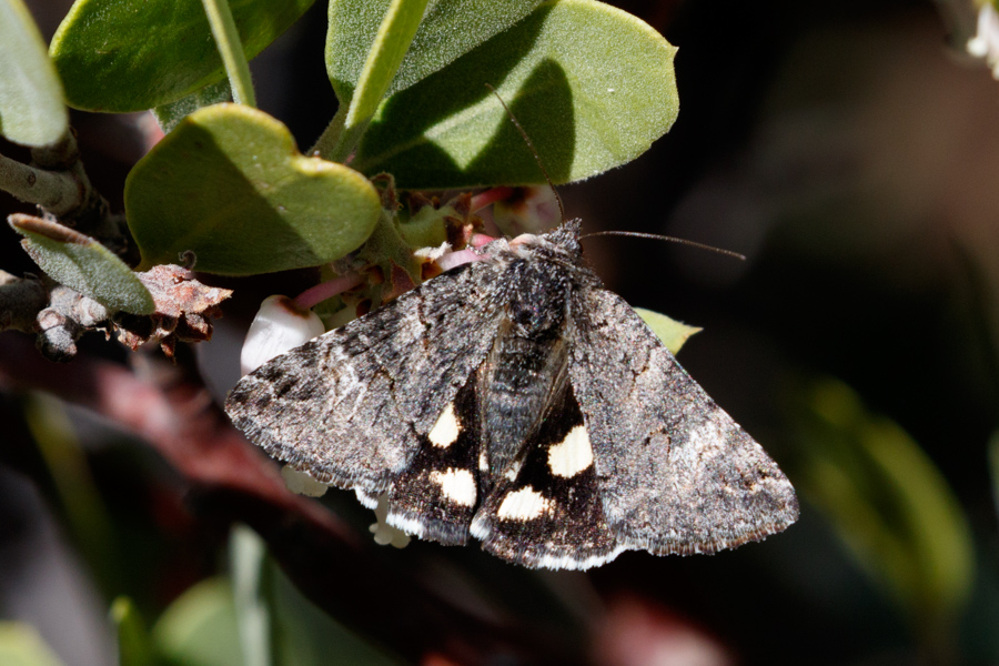 Litocala Moth