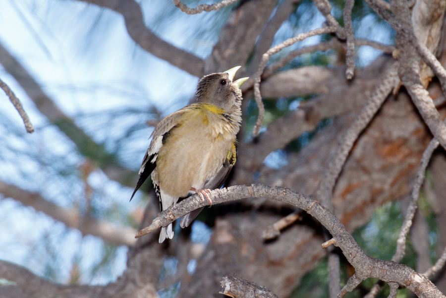 Evening Grosbeak