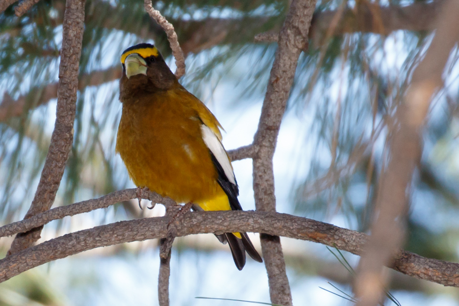 Evening Grosbeak