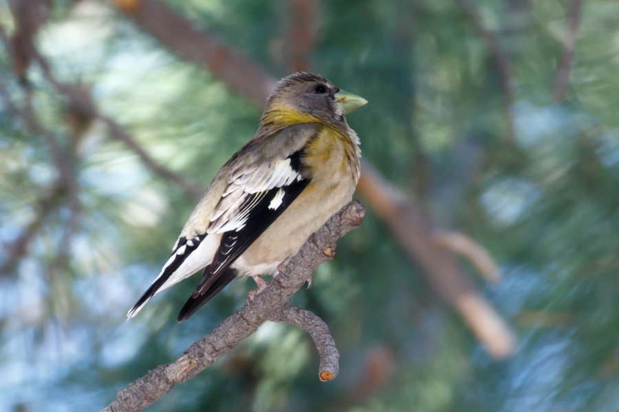 Evening Grosbeak