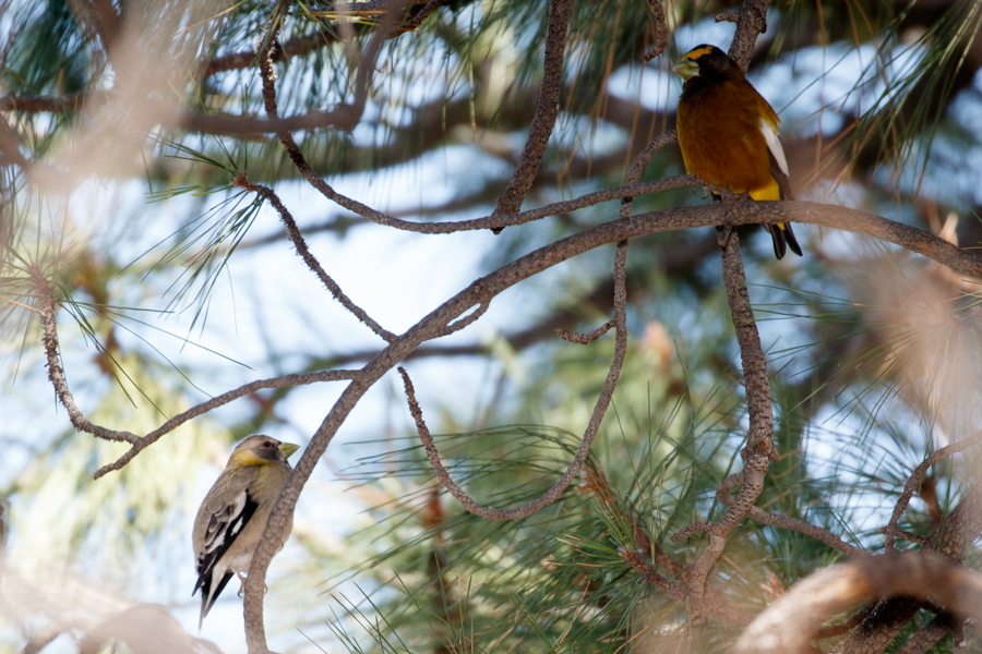 Evening Grosbeak