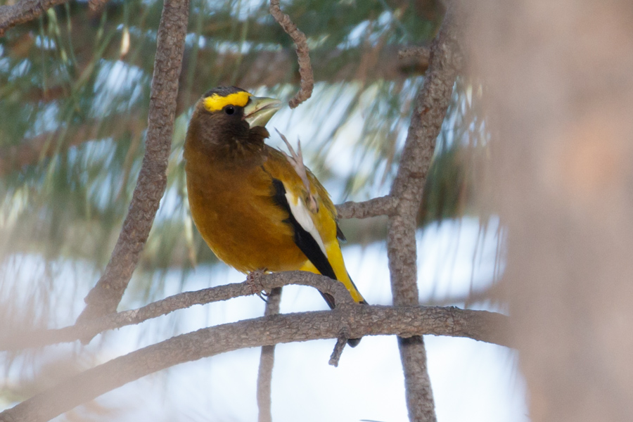 Evening Grosbeak