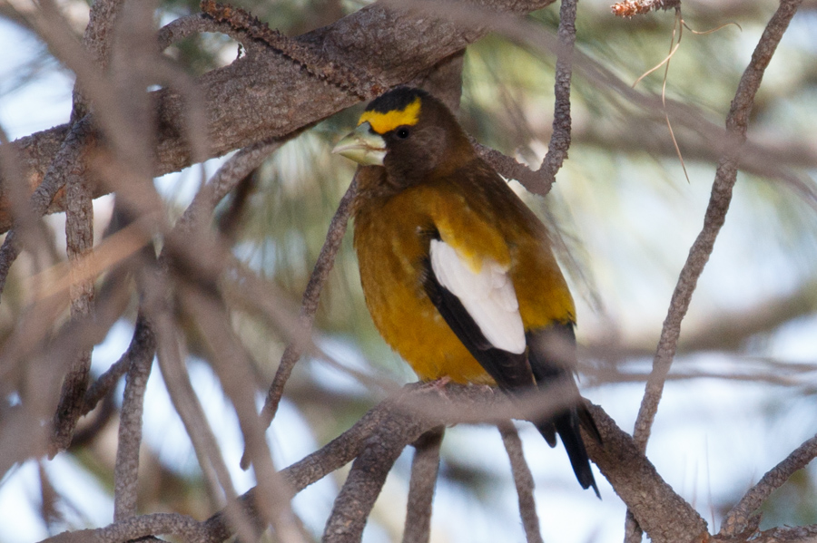 Evening Grosbeak