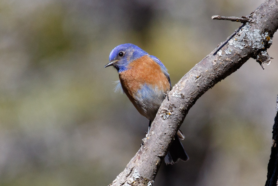 Western Bluebird