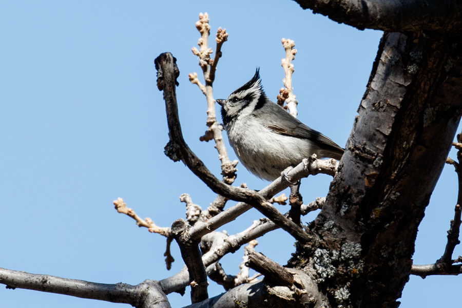 Bridled Titmouse