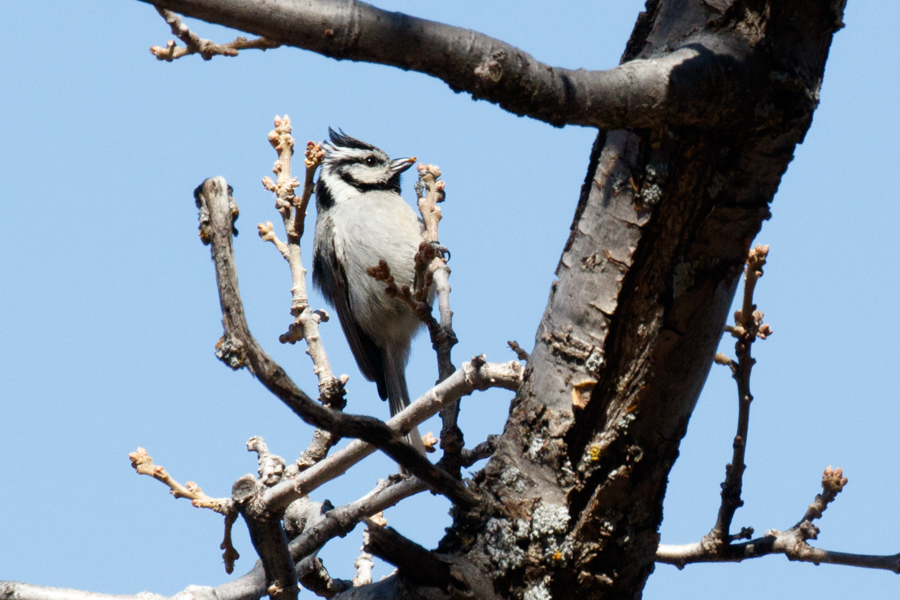 Bridled Titmouse