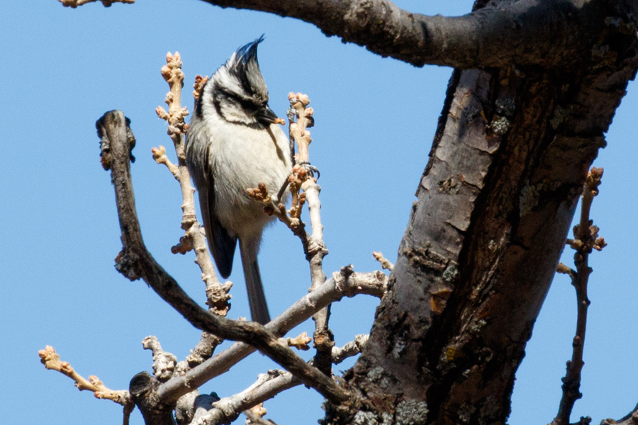 Bridled Titmouse