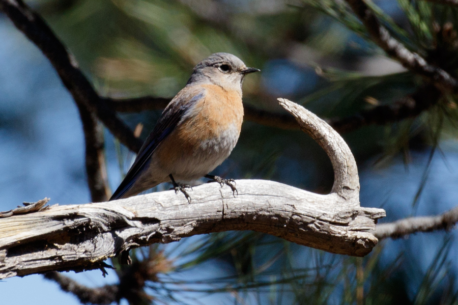 Western Bluebird