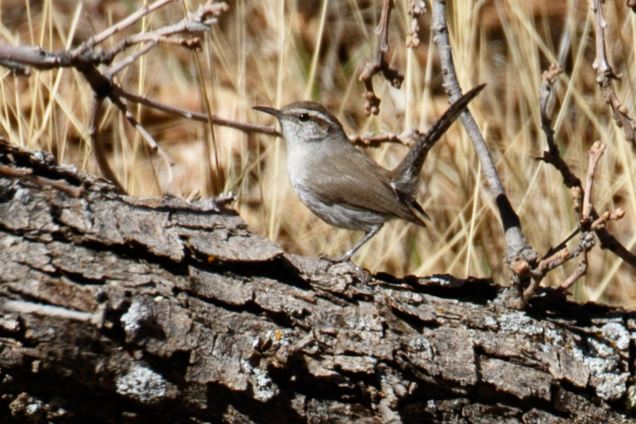 Bewick\'s Wren