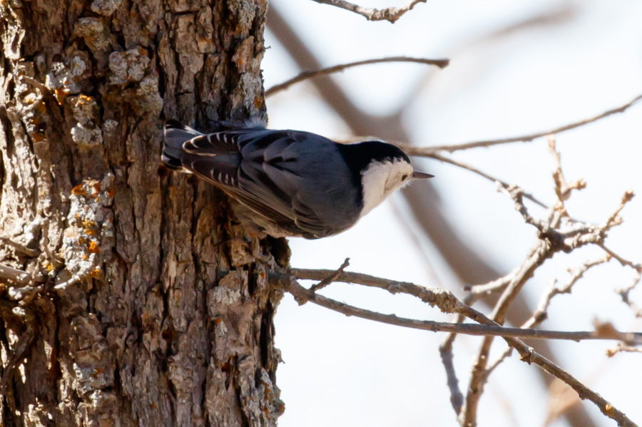 White-breasted Nuthatch