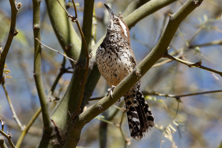 Cactus Wren