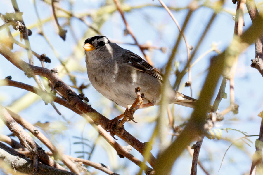 White-crowned Sparrow