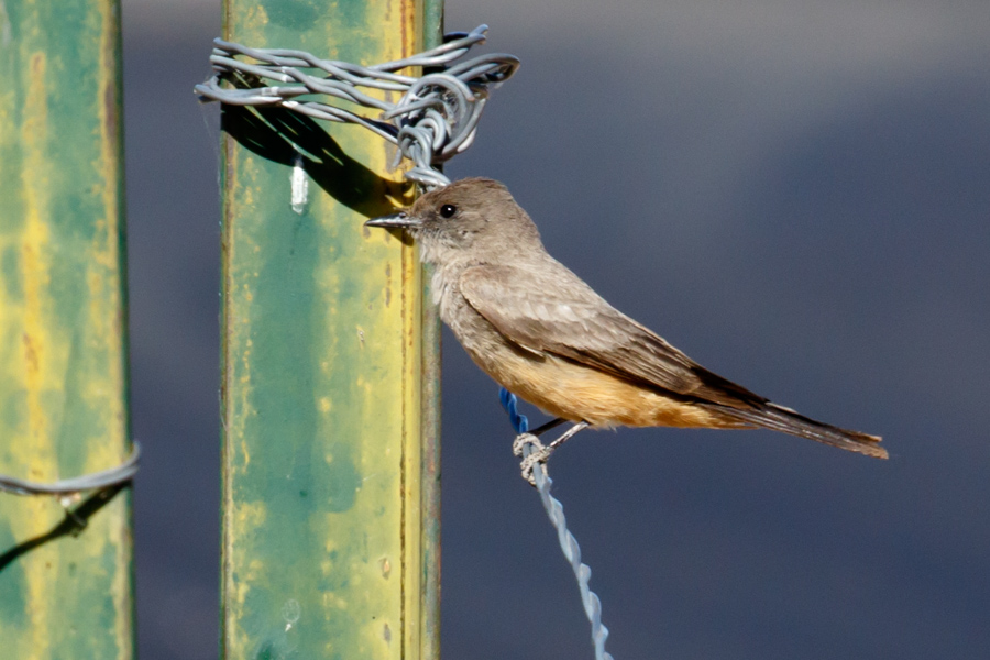 Say\'s Phoebe