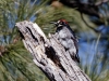 Acorn Woodpecker