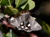 Litocala Moth