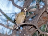 Evening Grosbeak