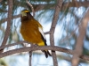 Evening Grosbeak