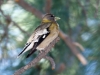 Evening Grosbeak