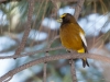 Evening Grosbeak