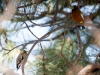 Evening Grosbeak