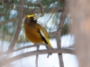 Evening Grosbeak