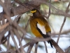 Evening Grosbeak