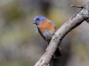 Western Bluebird