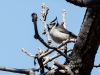 Bridled Titmouse