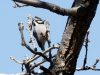 Bridled Titmouse