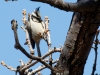 Bridled Titmouse