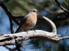 Western Bluebird