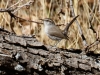 Bewick's Wren