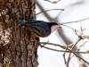 White-breasted Nuthatch