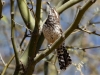 Cactus Wren