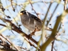 White-crowned Sparrow