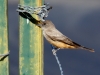 Say's Phoebe