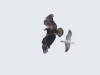 Bald Eagle and Western Gull