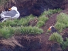 Tufted Puffin and Western Gull