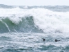 Surf Scoter