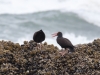 Black Oystercatcher