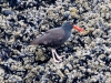 Black Oystercatcher