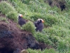 Tufted Puffin