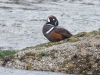 Harlequin Duck