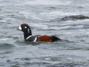 Harlequin Duck