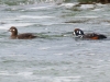 Harlequin Duck