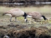 Canada Geese