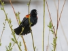 Red-winged Blackbird